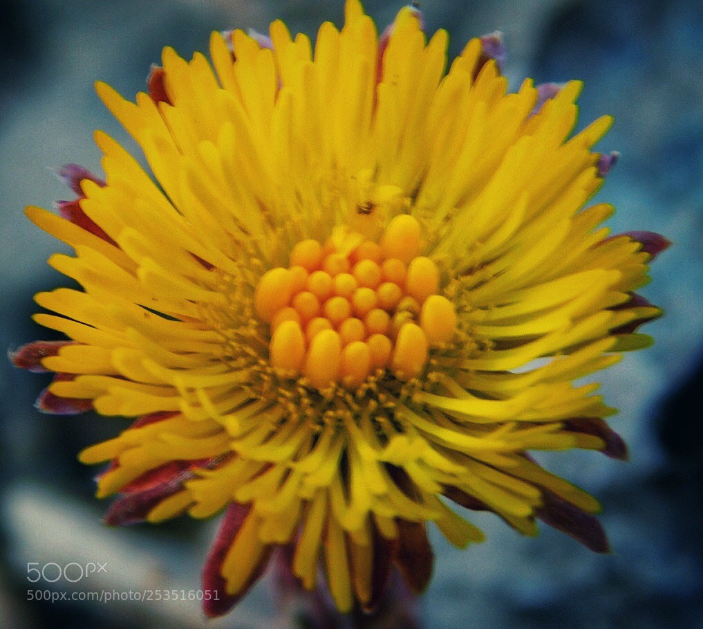 Nikon Coolpix B500 sample photo. Another look at spring photography