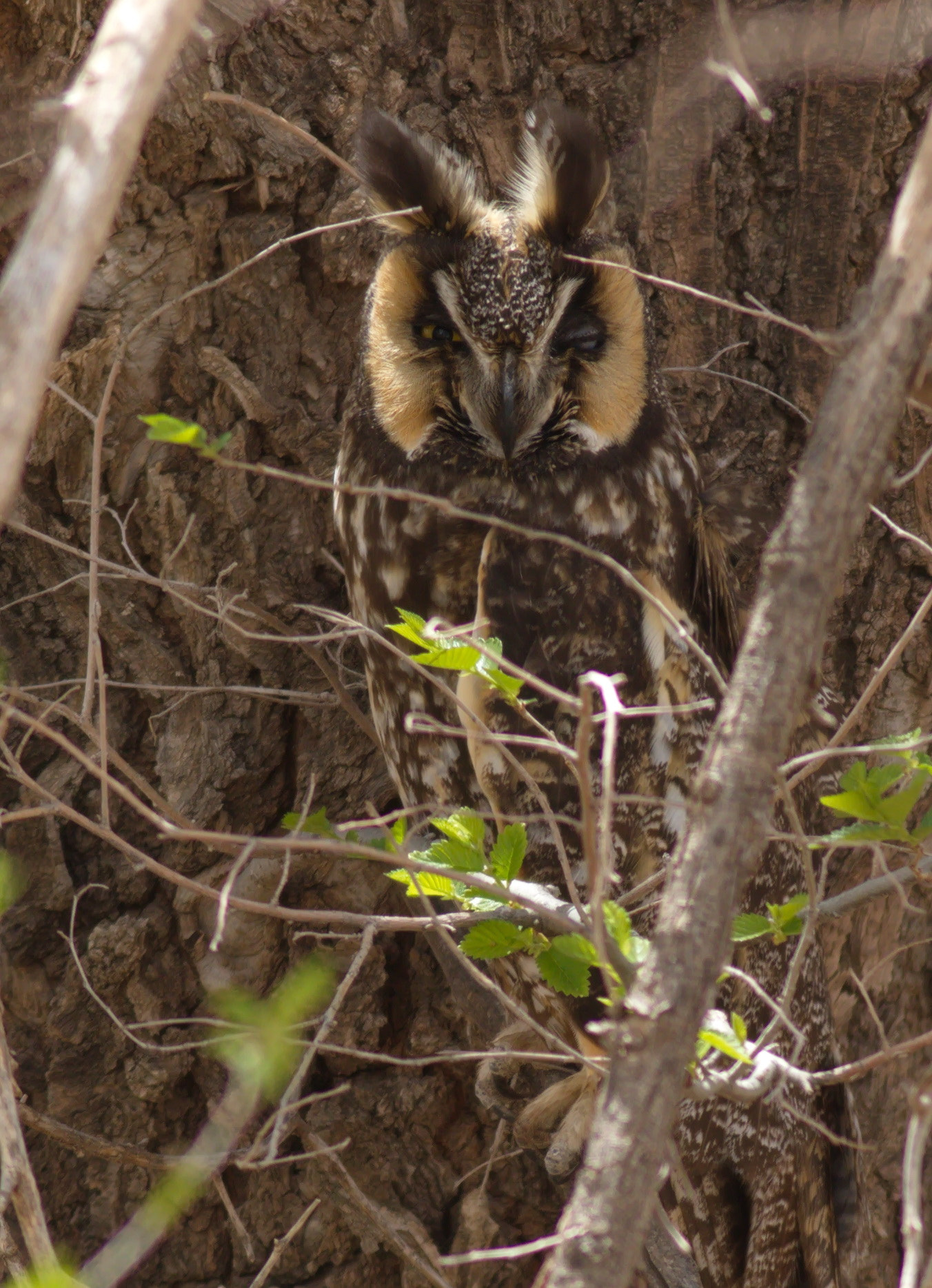 Canon EF 400mm F5.6L USM sample photo. Wink photography