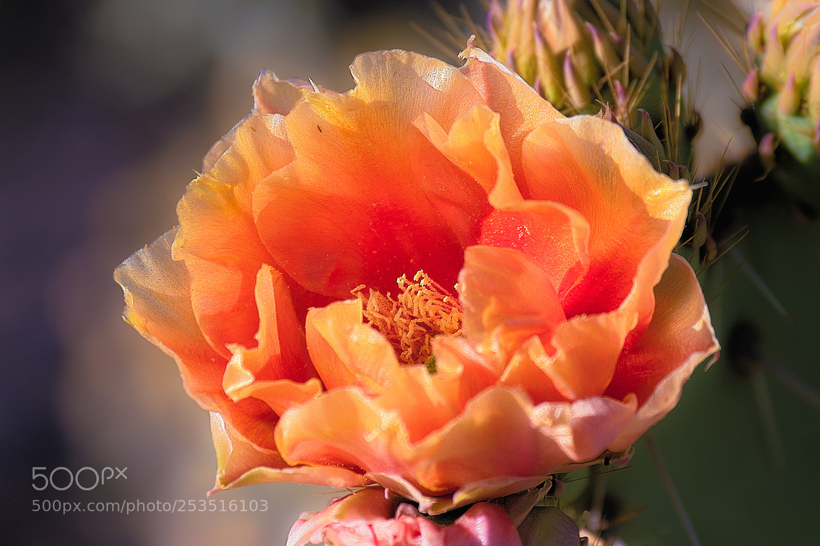 Canon EOS 7D sample photo. Desert rose photography