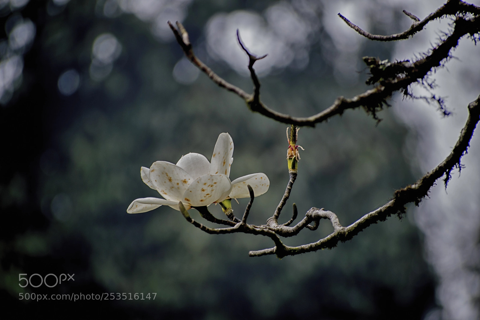 Nikon D3300 sample photo. A white beauty. photography