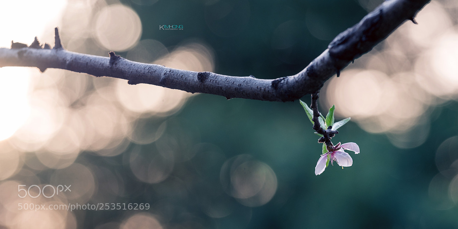 Sony a7R II sample photo. 静放 photography