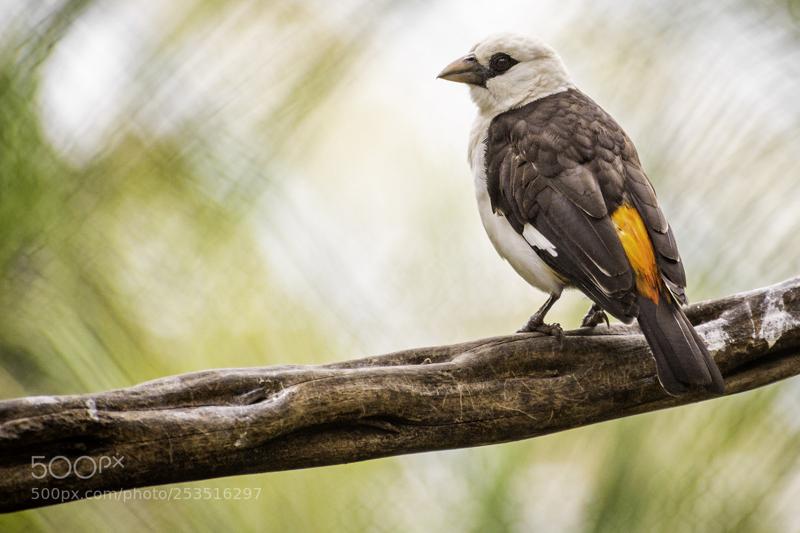 Nikon D610 sample photo. Bird photography