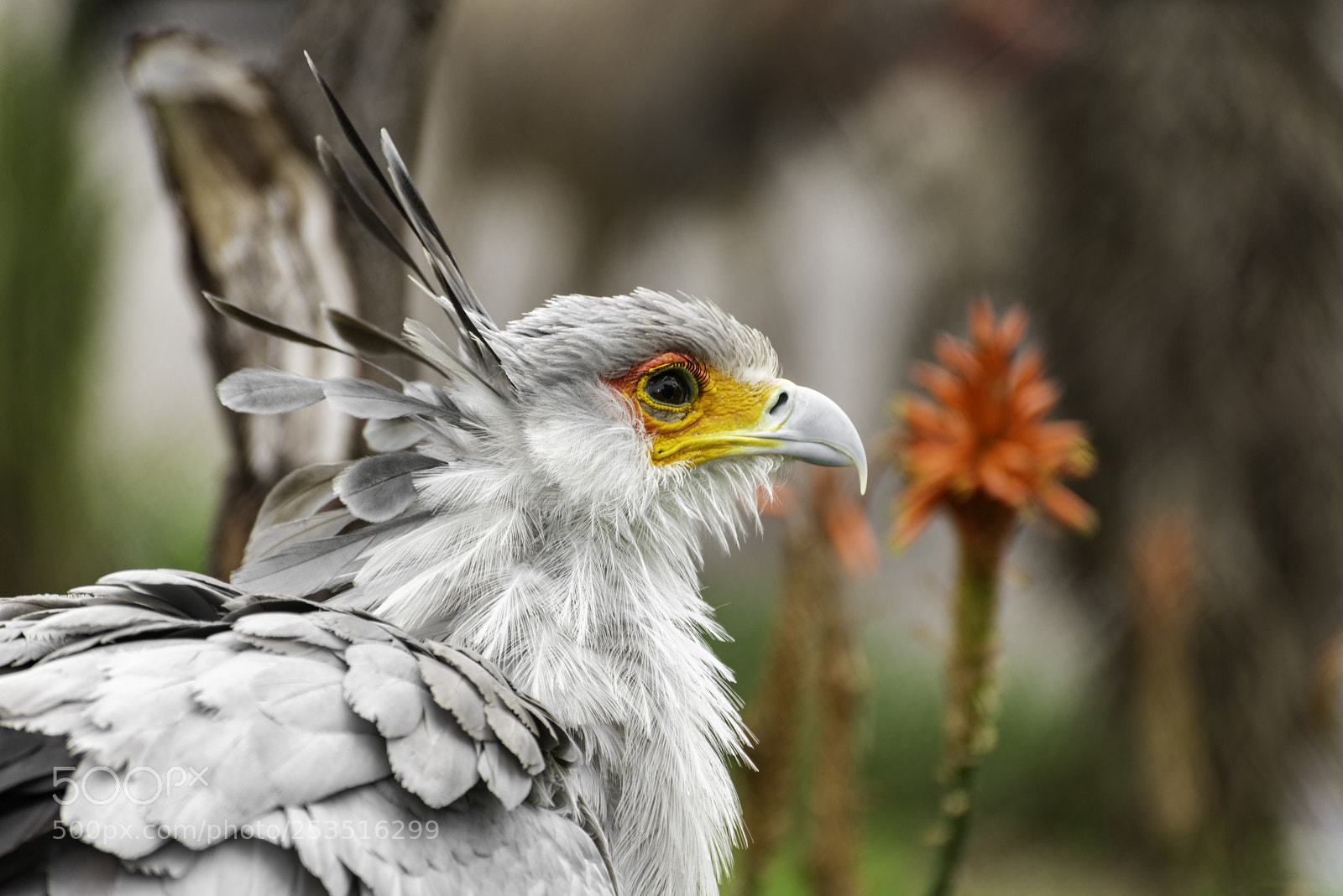 Nikon D610 sample photo. Bird photography