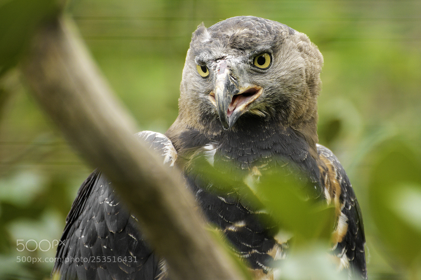 Nikon D610 sample photo. Bird photography