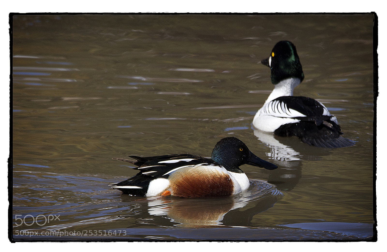 Canon EOS 7D sample photo. Northern shoveler and common photography