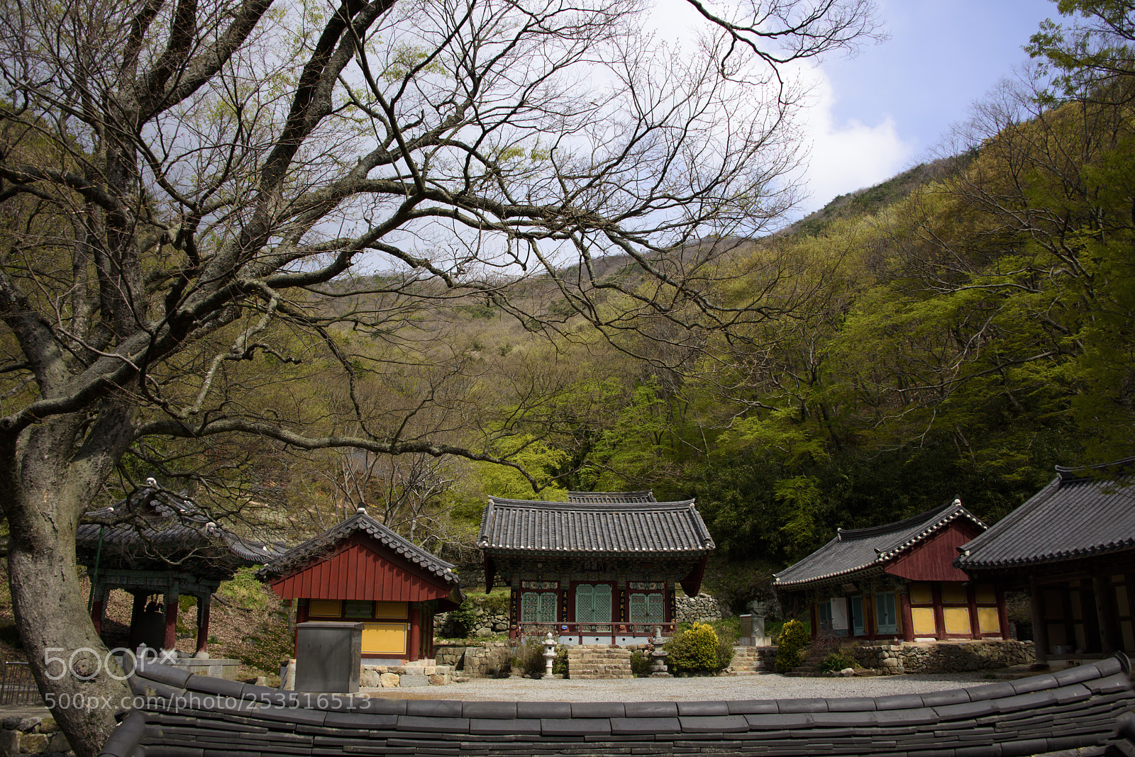 Nikon D810 sample photo. Voice of spring photography