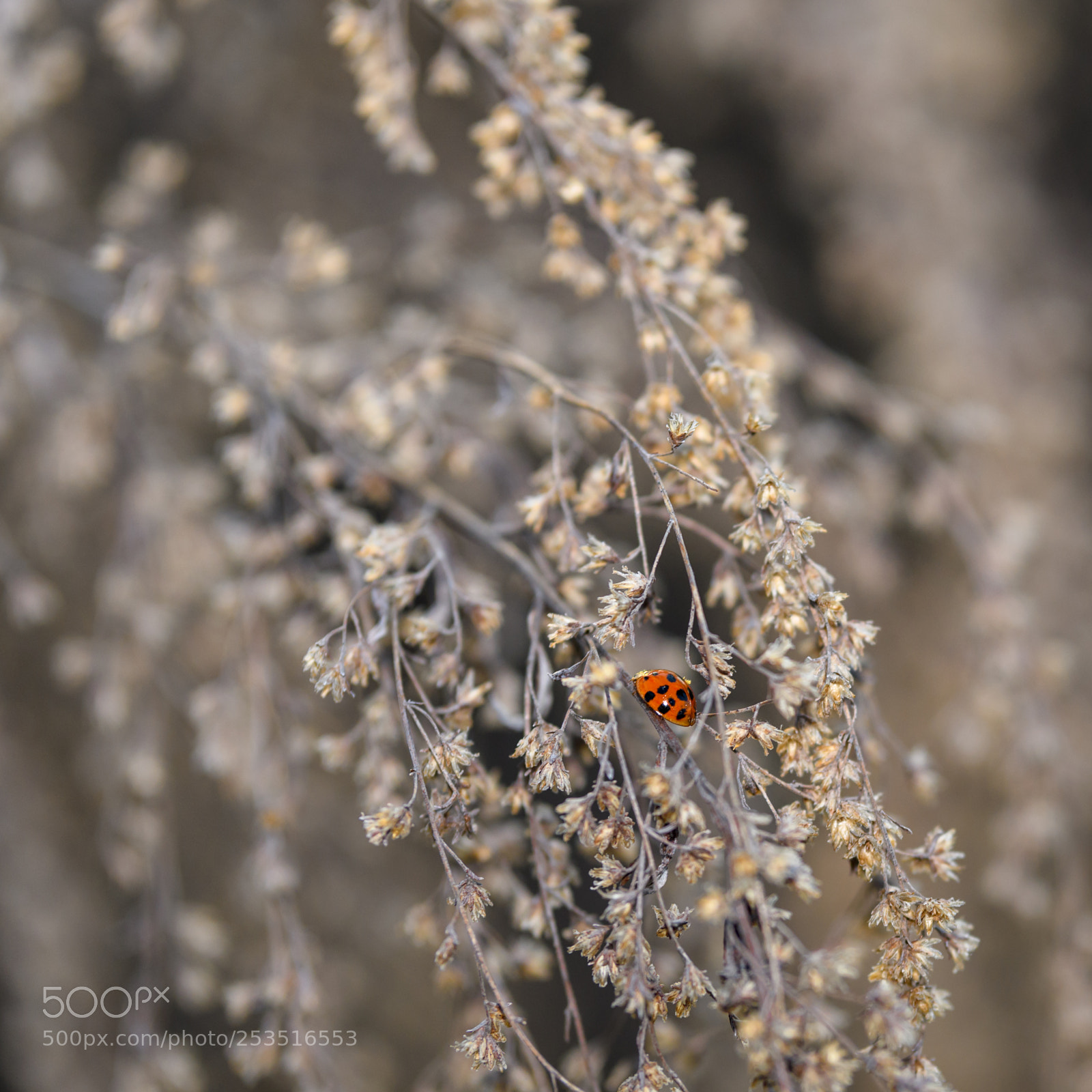 Nikon D500 sample photo. Ladybug photography