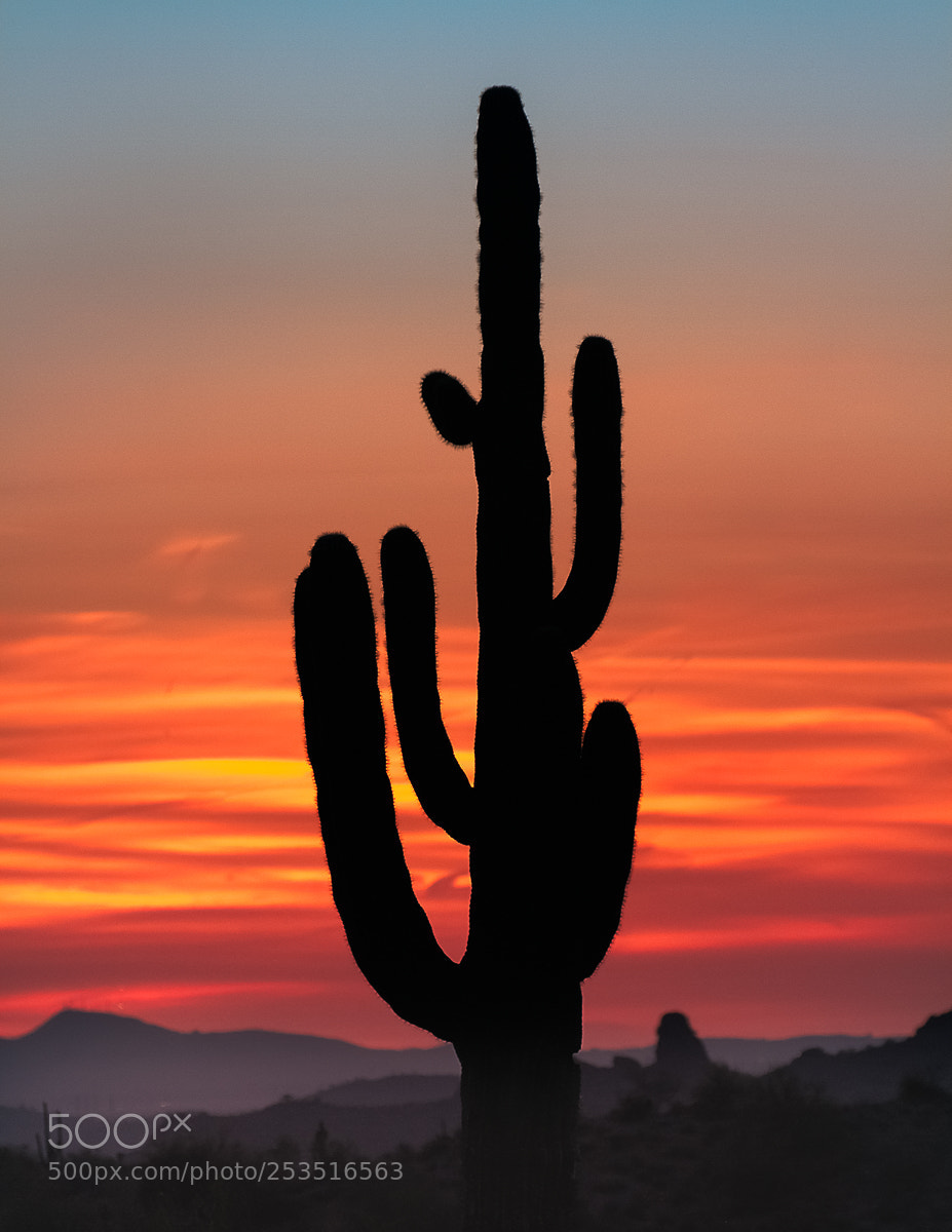 Canon EOS 7D sample photo. Lone saguaro at sunset photography