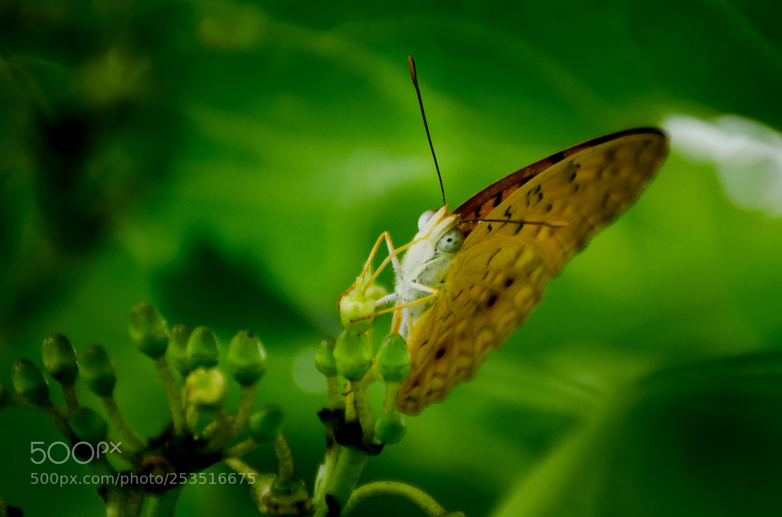 Nikon D7000 sample photo. Butterfly photography