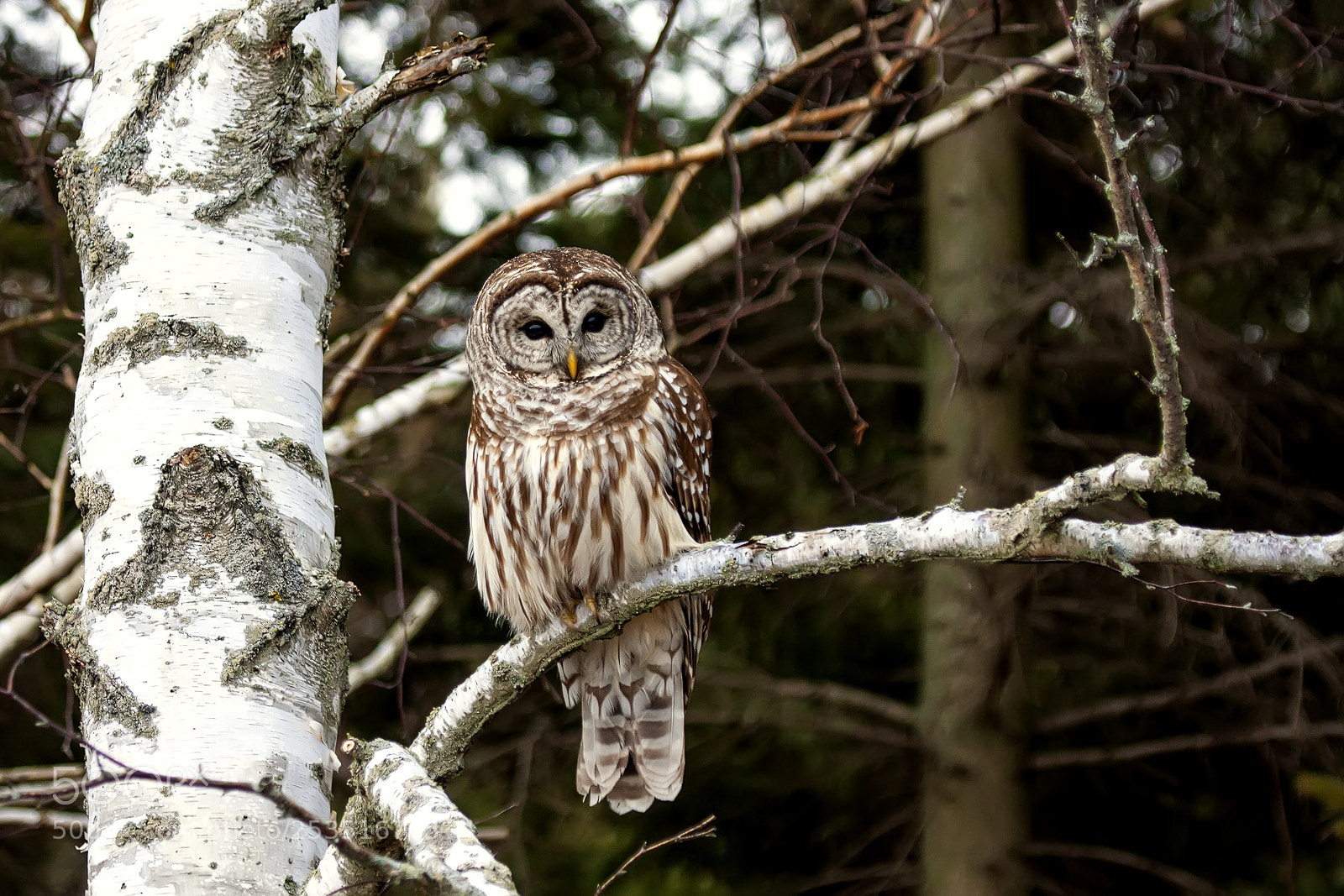 Canon EOS 40D sample photo. Barred owl photography