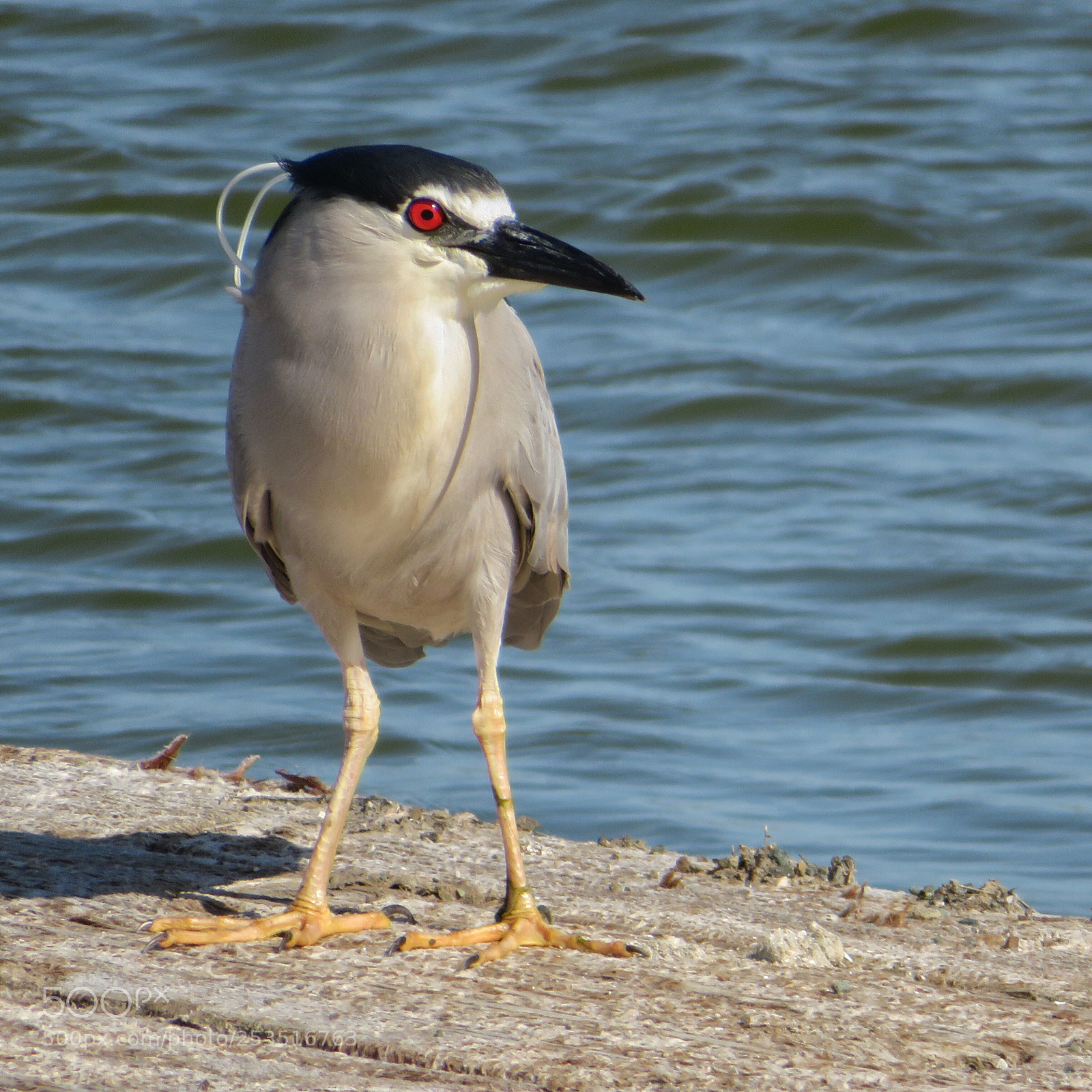 Canon PowerShot SX720 HS sample photo. Waiting on the dock photography