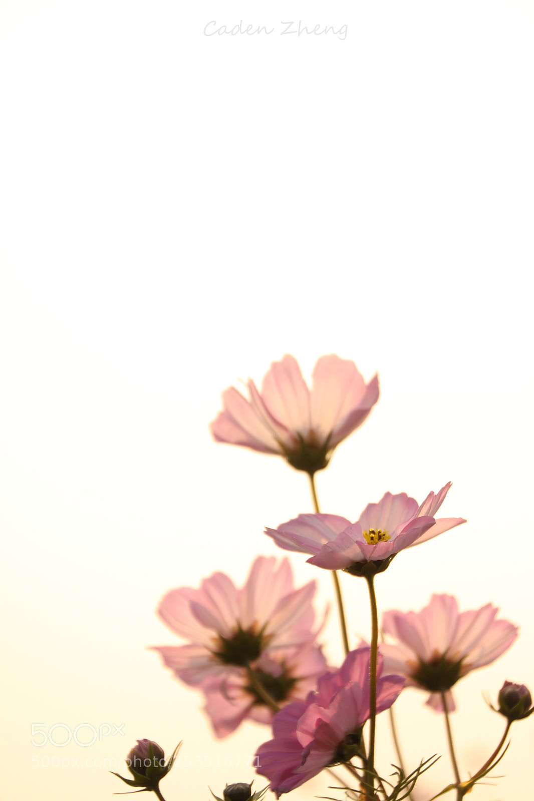 Canon EOS 50D sample photo. Flower in the foggy photography