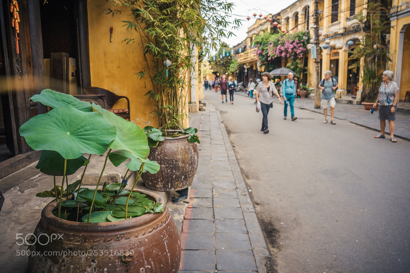 Sony a7 II sample photo. The lotus leaf photography