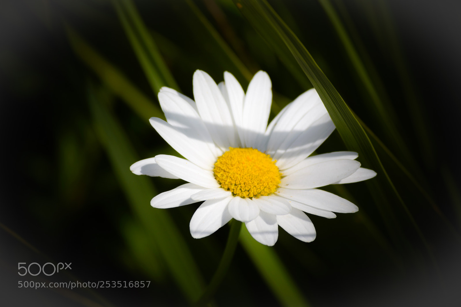 Nikon D3300 sample photo. Daisy photography