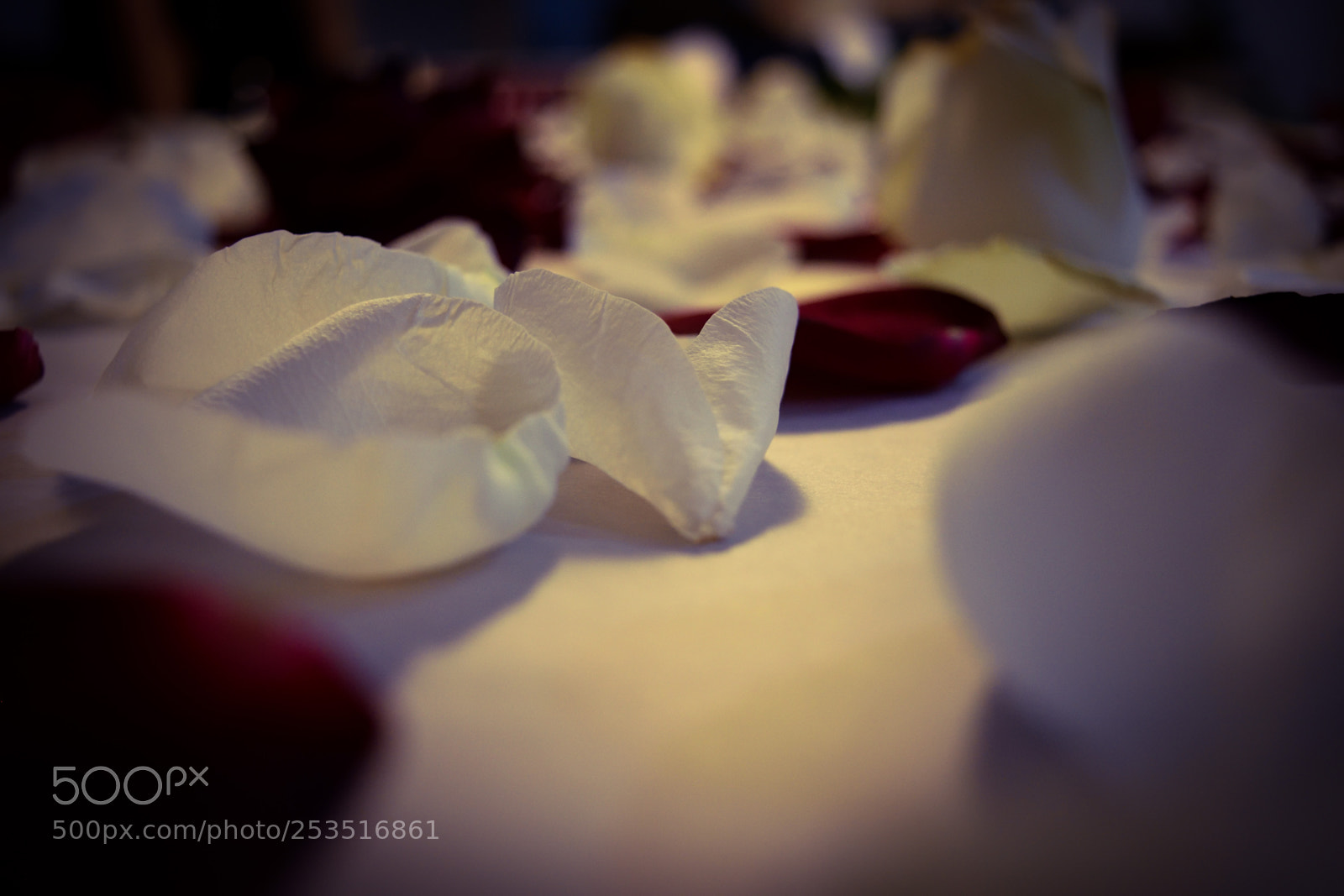 Nikon D3300 sample photo. Petals of love photography
