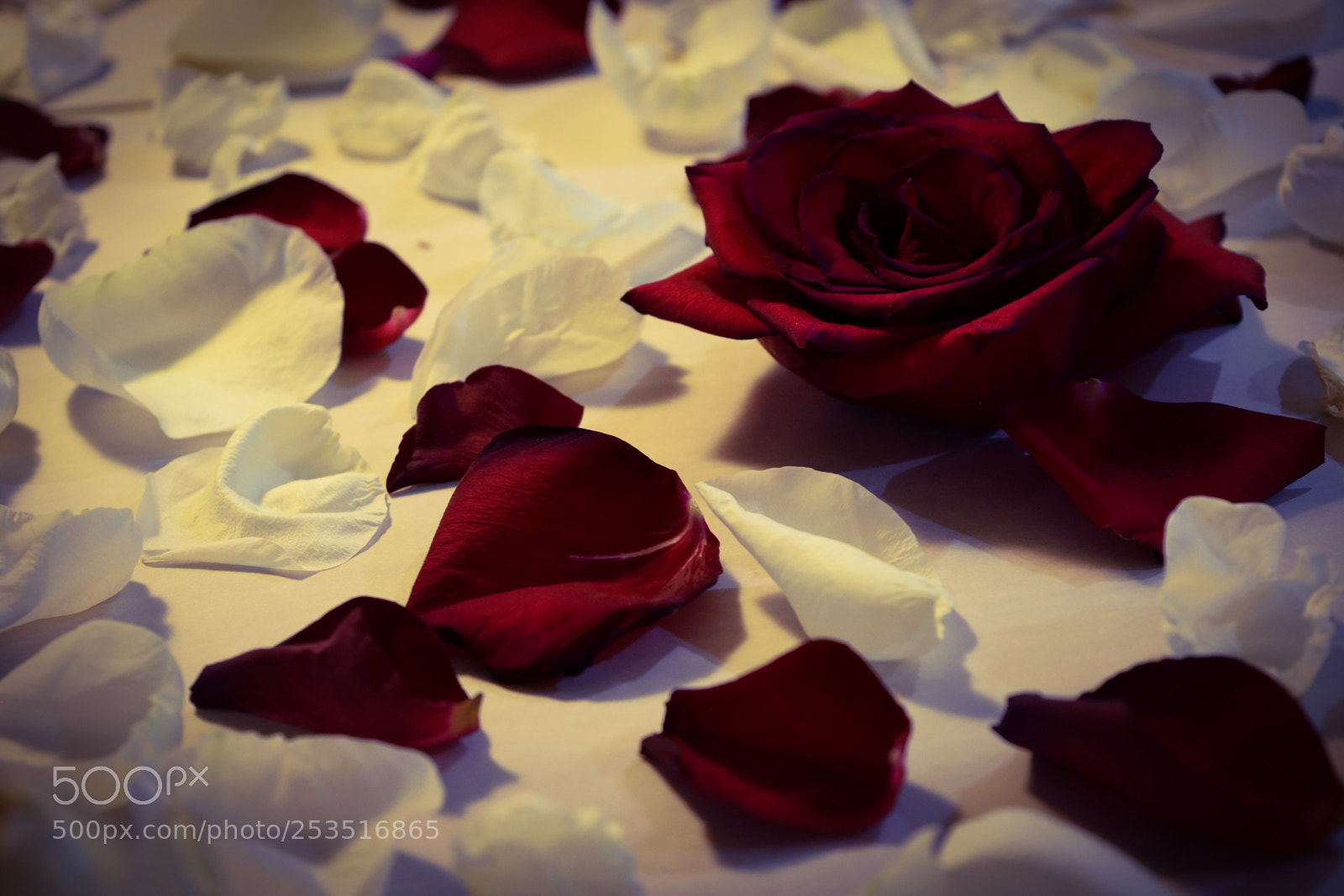 Nikon D3300 sample photo. Roses of love photography