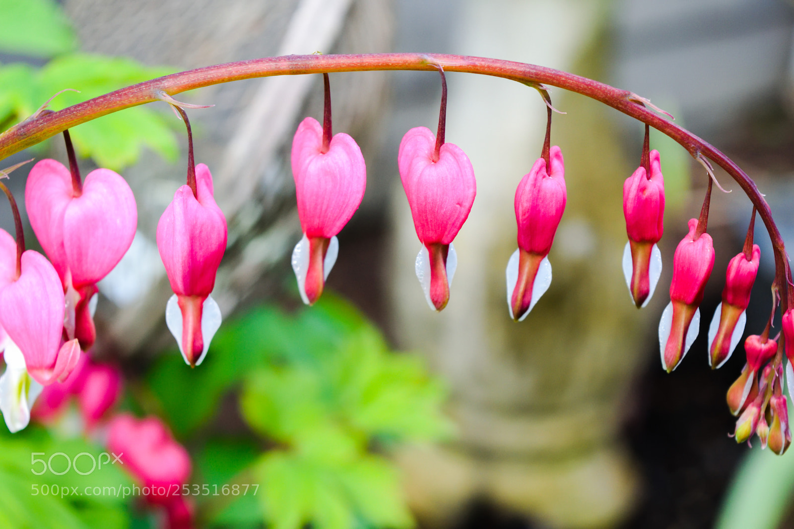 Nikon D3300 sample photo. Bleeding hearts photography