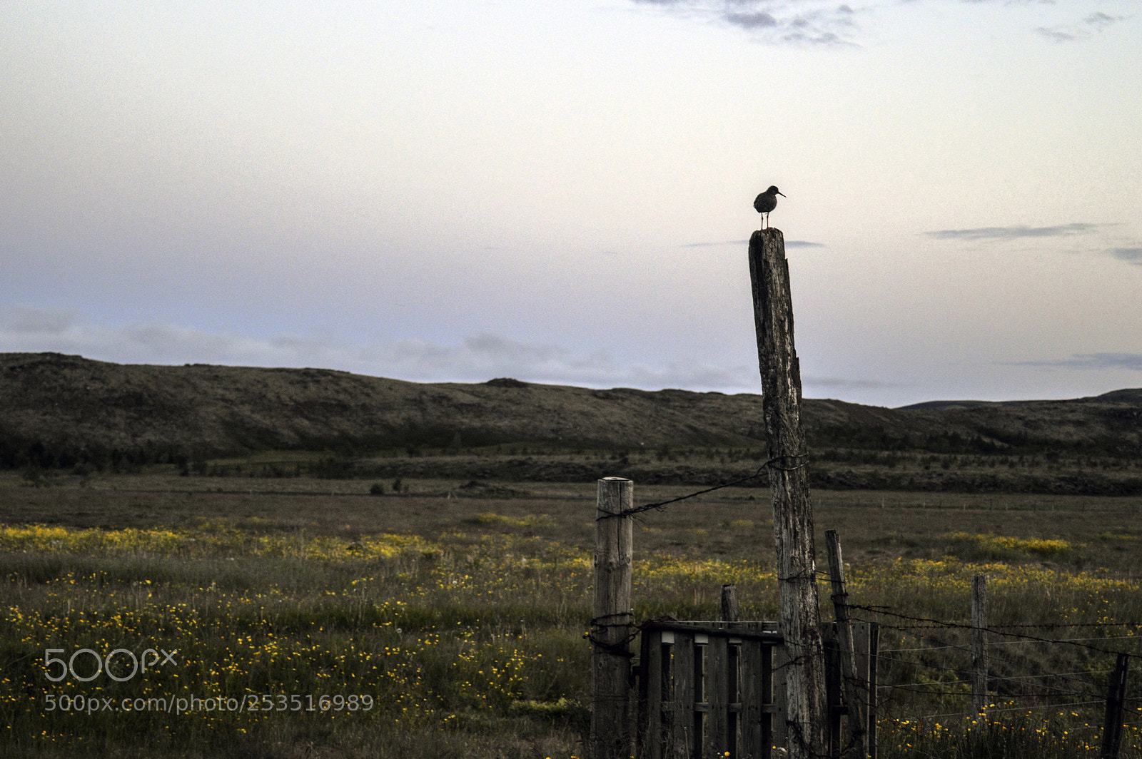 Nikon D3200 sample photo. Summer in iceland photography