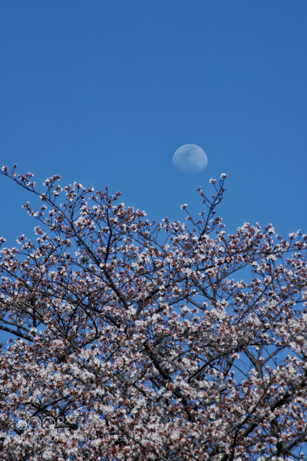 Canon EOS 6D Mark II sample photo. Untitled photography