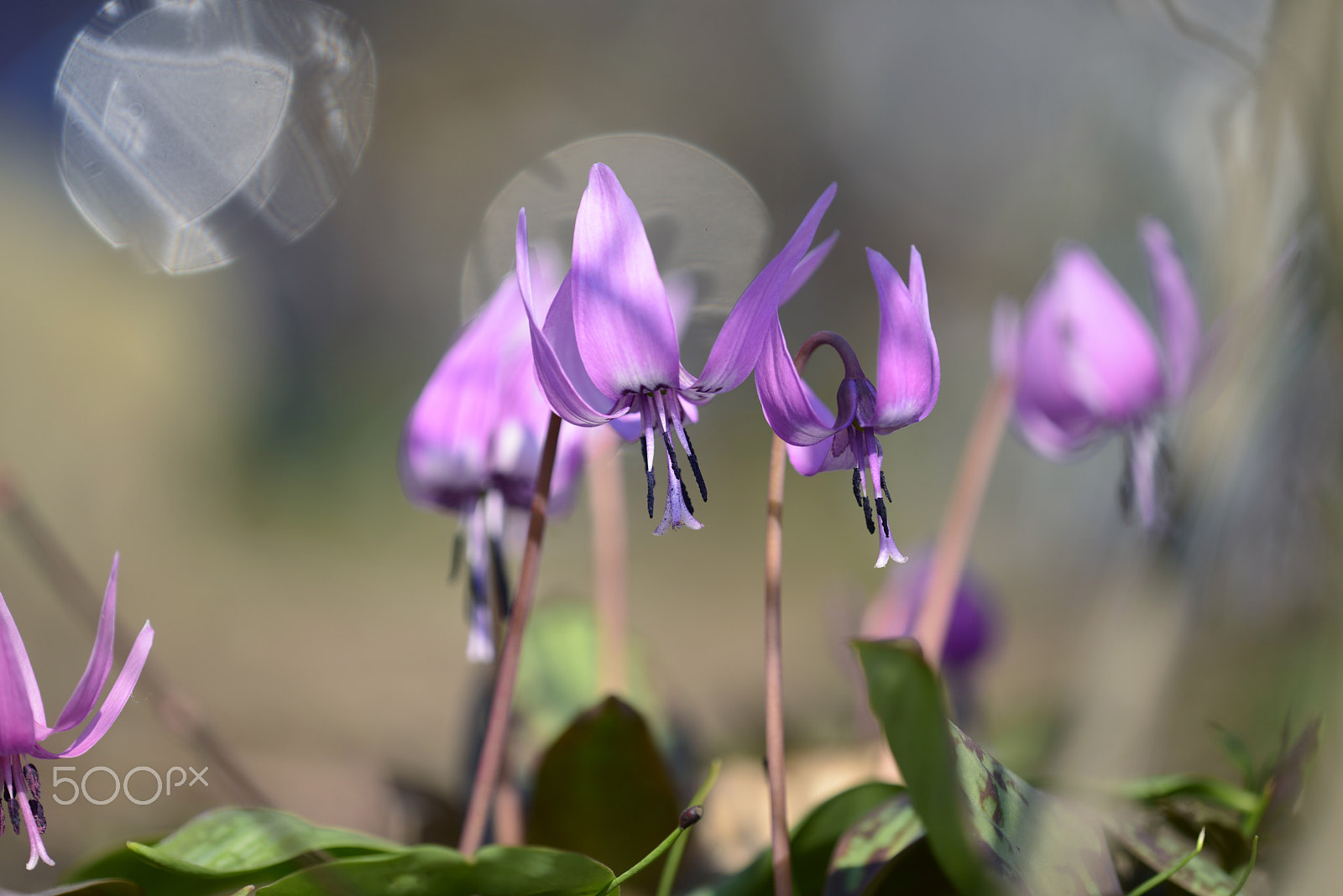 Tamron SP AF 180mm F3.5 Di LD (IF) Macro sample photo. 春の妖精 photography