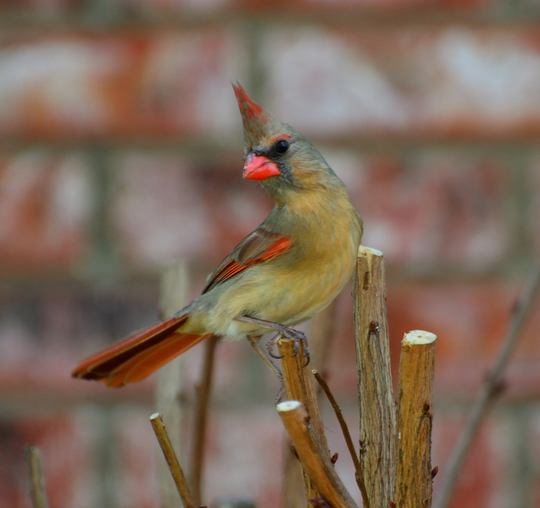 Nikon D5200 sample photo. Hello!! photography