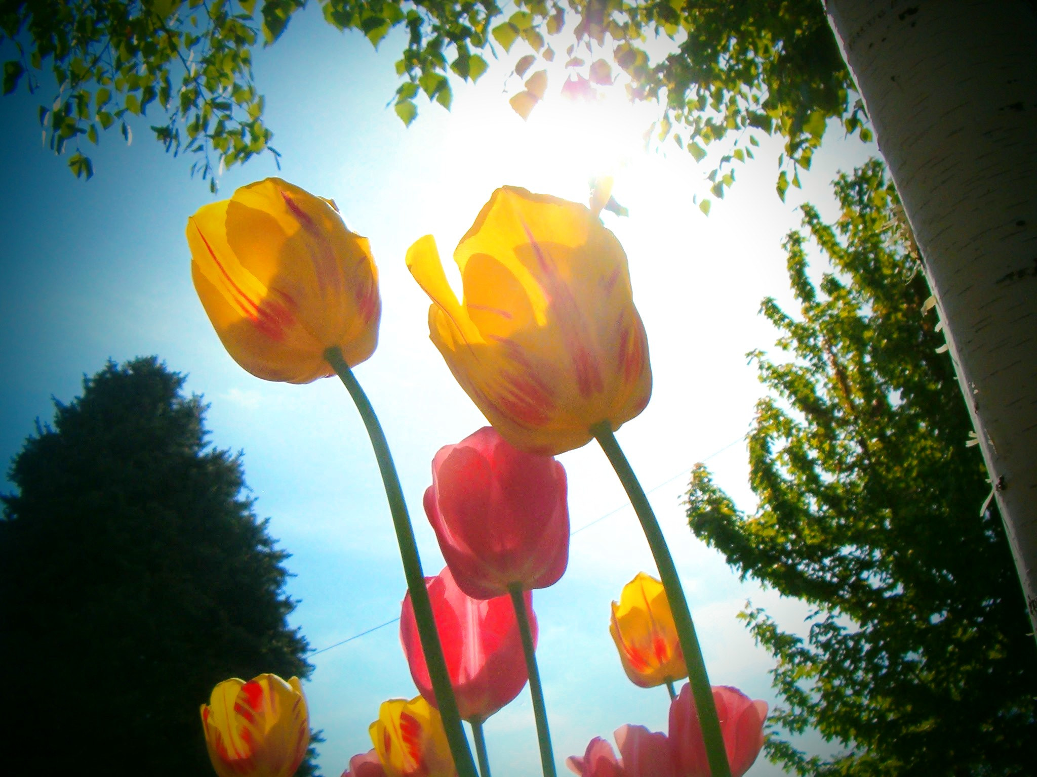 HP PHOTOSMART 735 sample photo. Towering tulips photography
