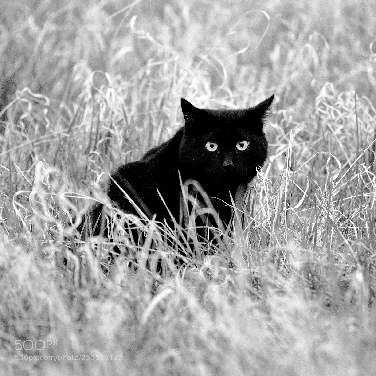 Fujifilm X-T20 sample photo. Lady in black photography