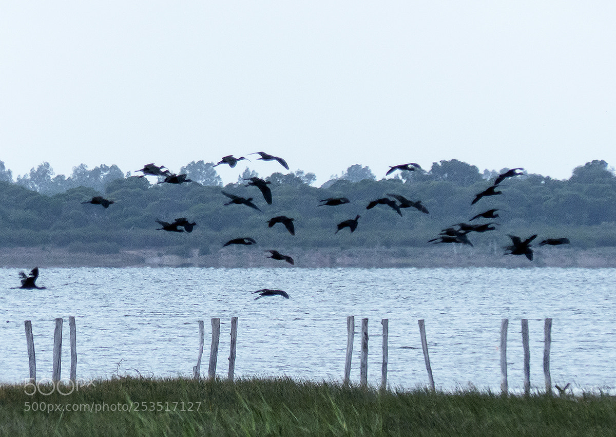 Panasonic Lumix DMC-FZ200 sample photo. Ibis.... photography