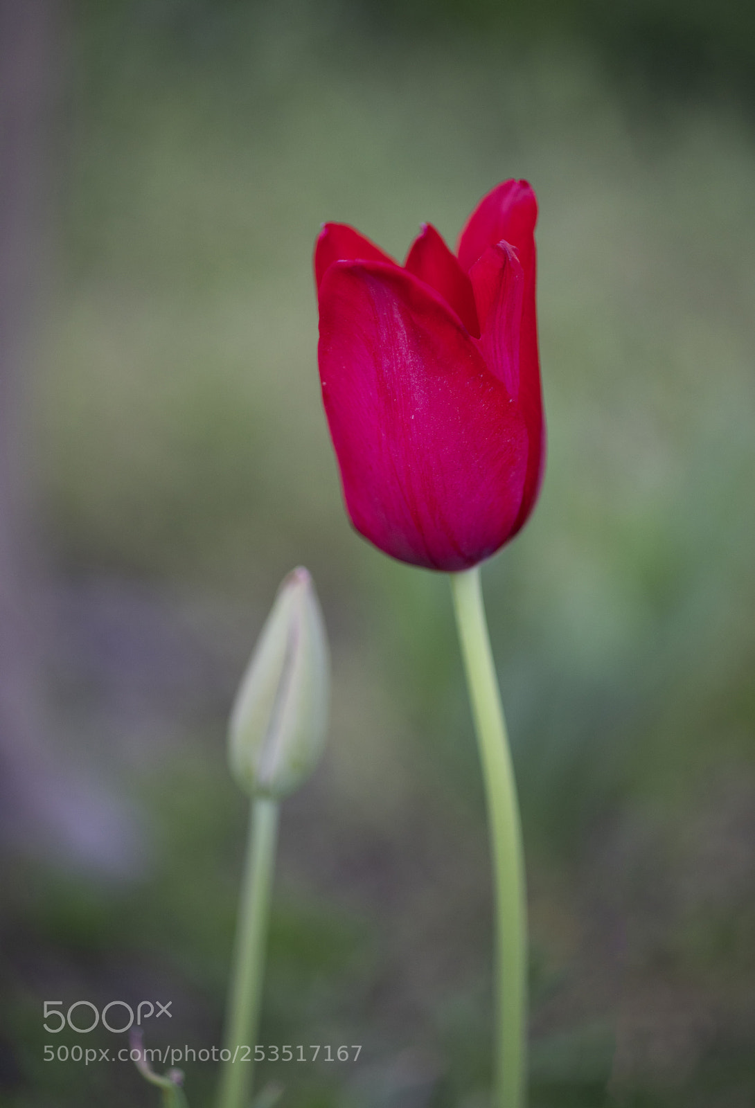Sony a7R III sample photo. Red tulip photography