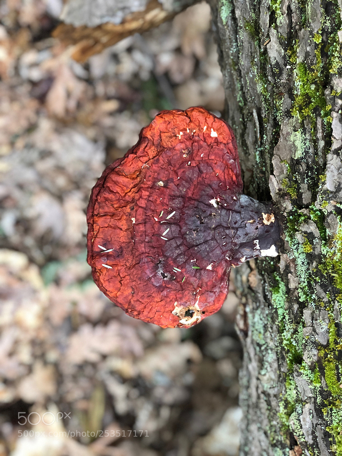 Apple iPhone 8 Plus sample photo. Red fungus feeding on photography