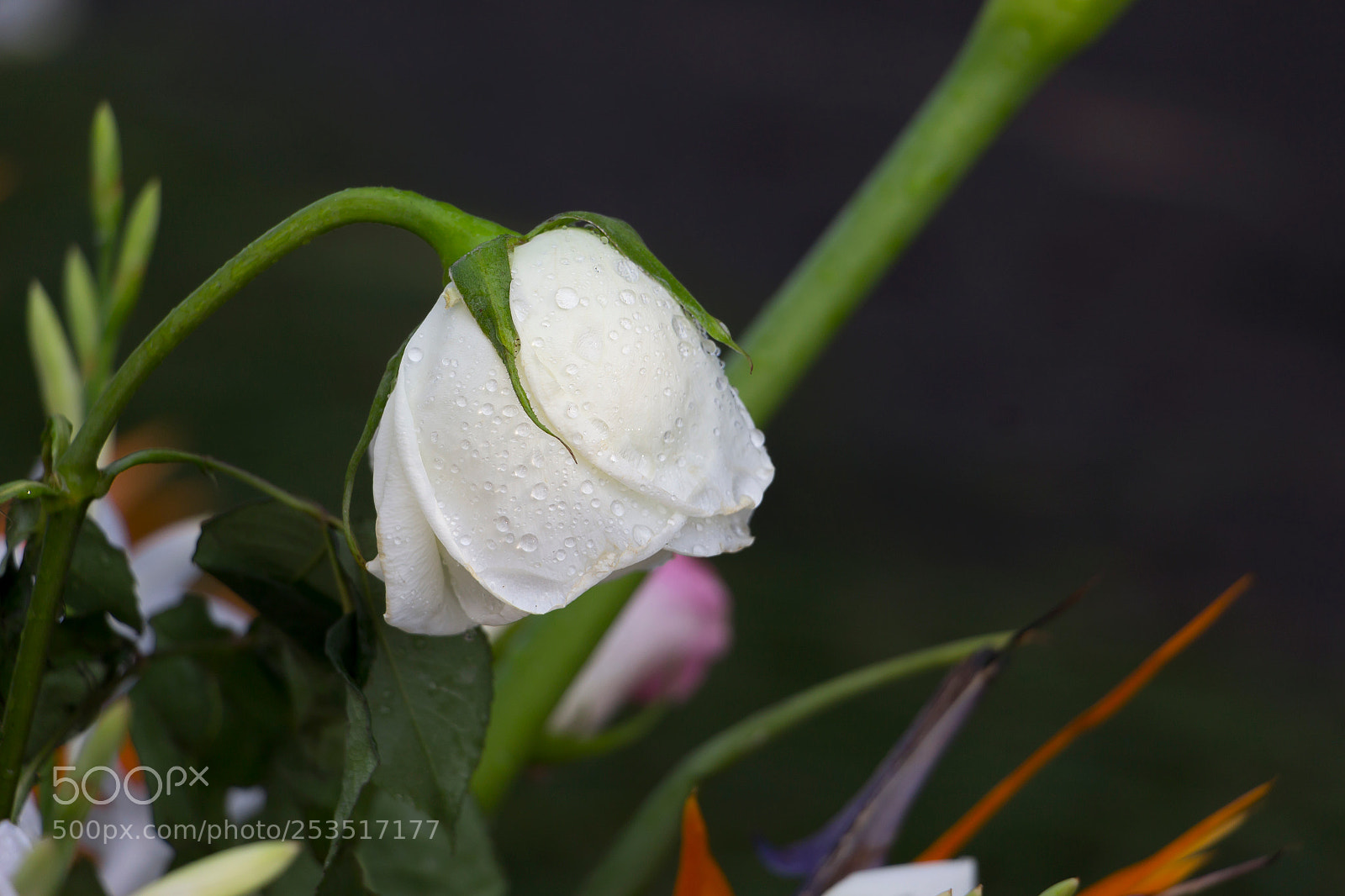 Canon EOS 1200D (EOS Rebel T5 / EOS Kiss X70 / EOS Hi) sample photo. White rose on easter photography