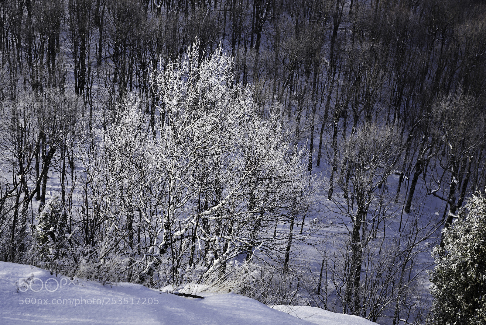 Nikon D810 sample photo. Frozen tree photography