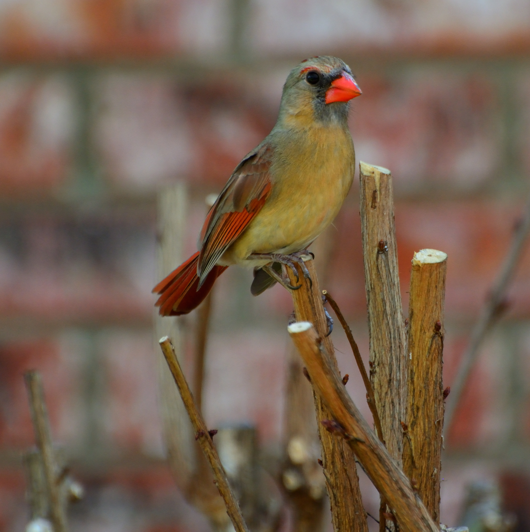 Nikon D5200 sample photo. Sleek and beautiful photography