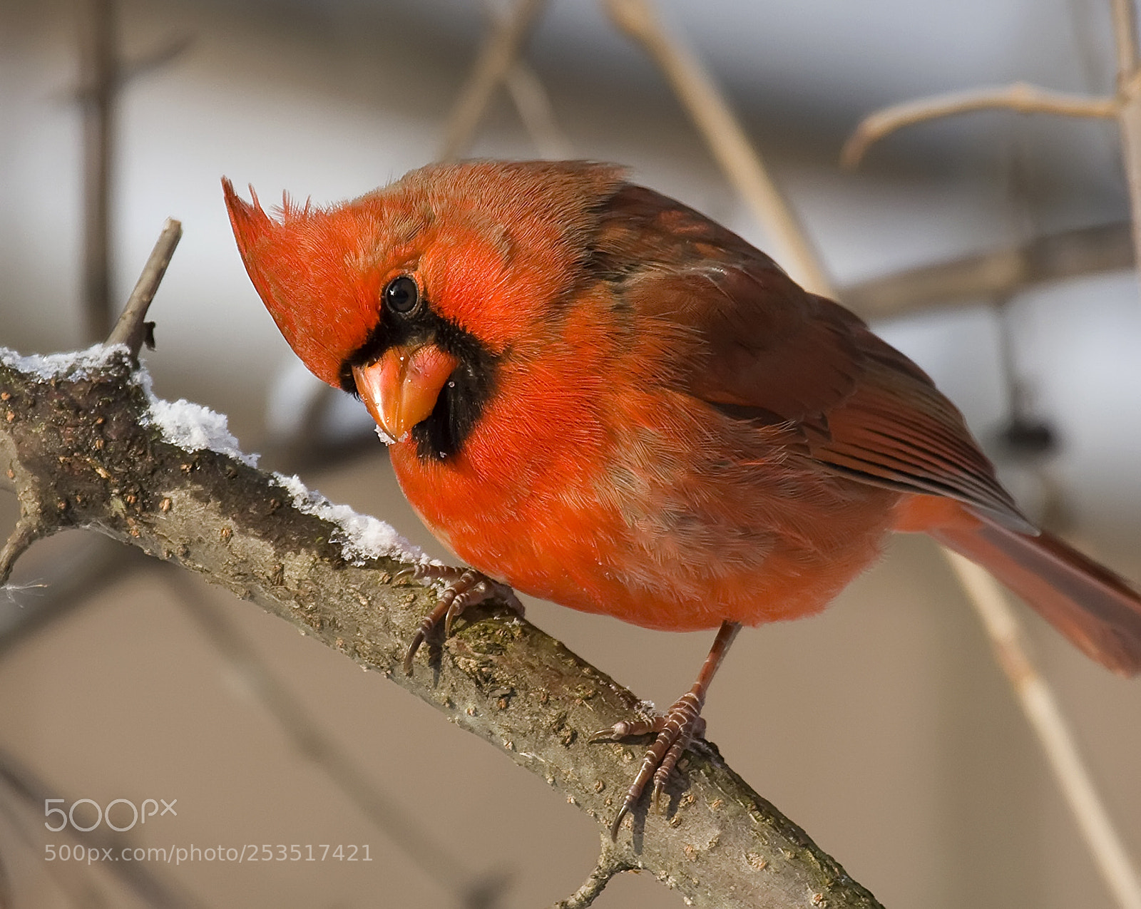 Canon EOS 40D sample photo. Cardinal photography