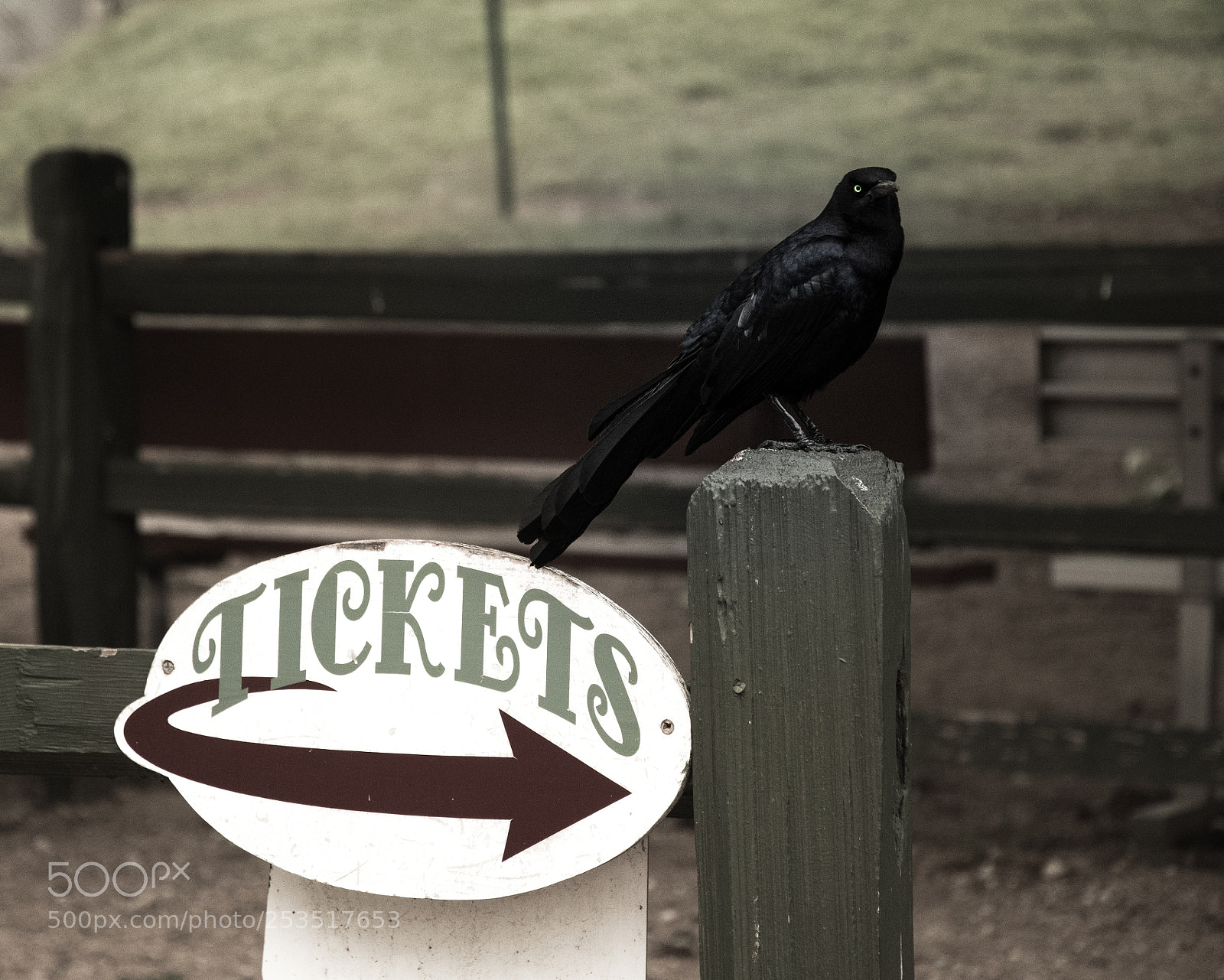 Nikon D500 sample photo. Tickets photography