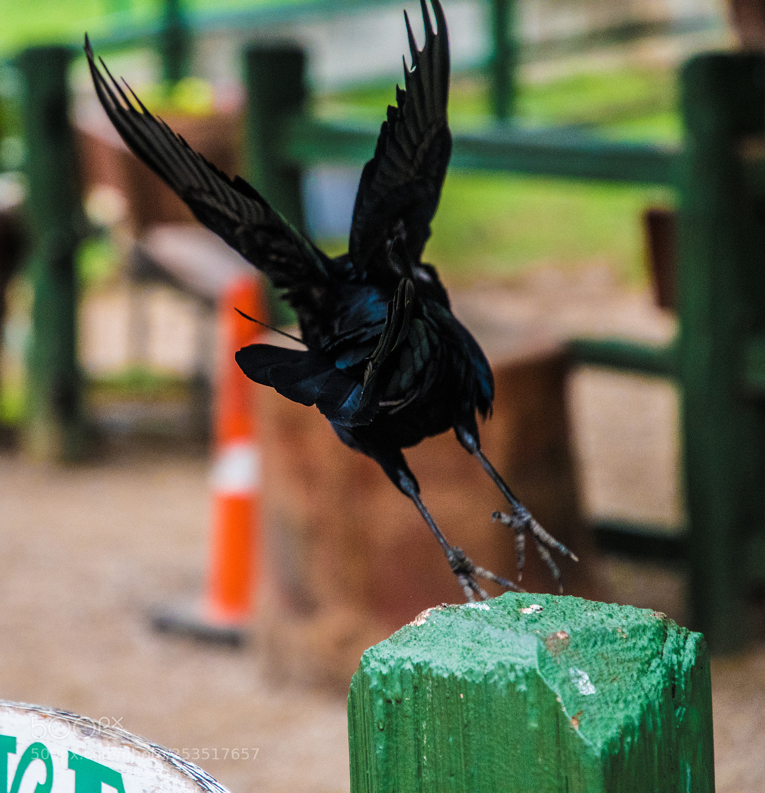 Nikon D500 sample photo. Take off photography