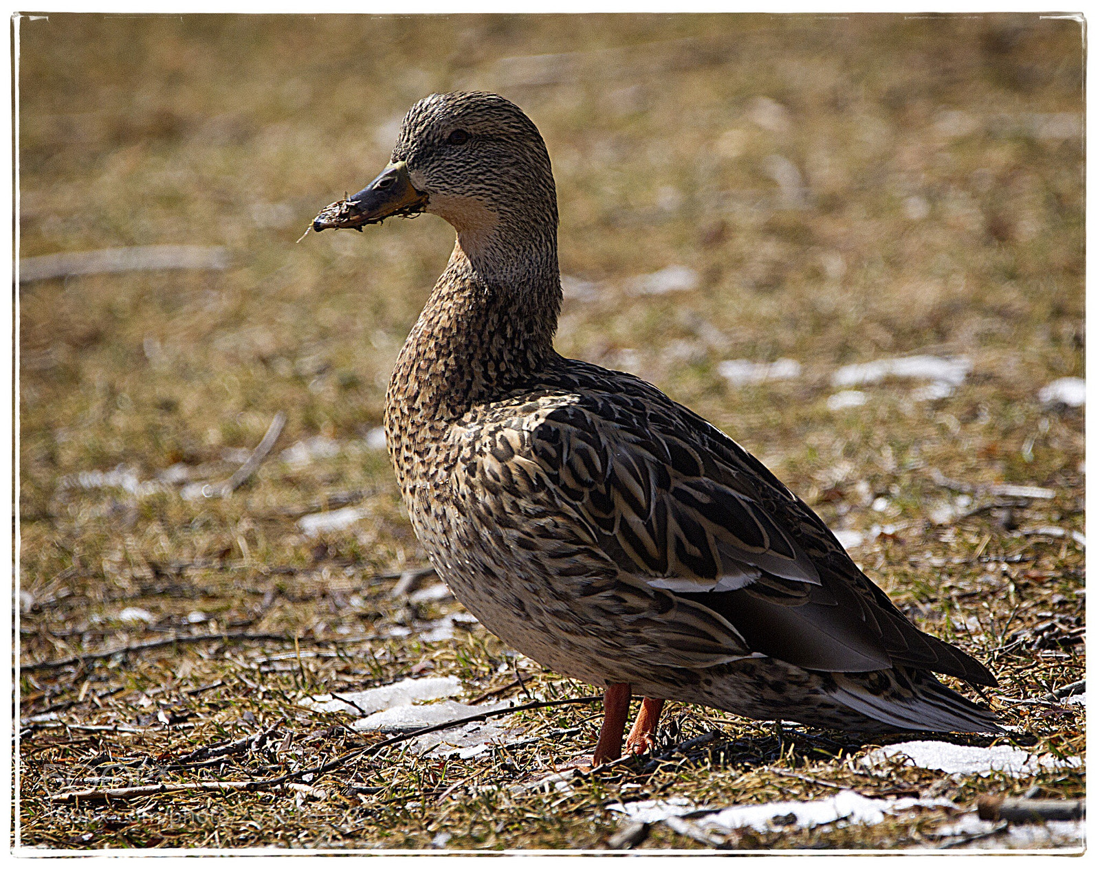 Canon EOS 7D sample photo. Dirty billed mallard. photography