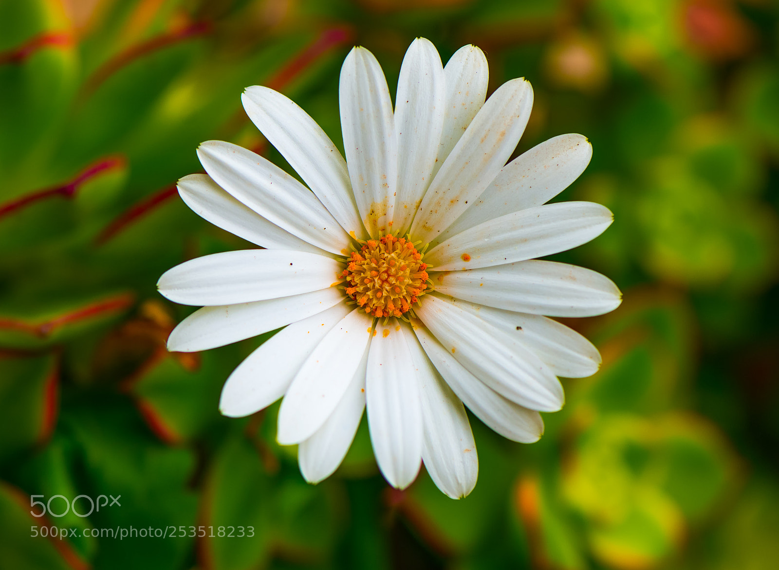 Nikon D610 sample photo. Llega la primavera photography