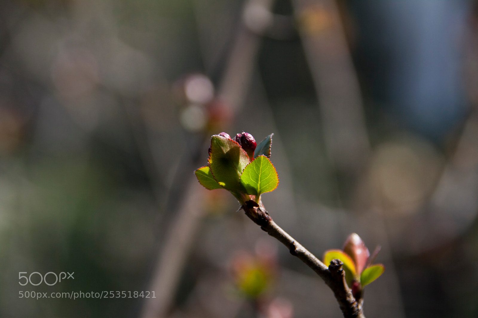 Canon EOS 50D sample photo. Tender leaf photography