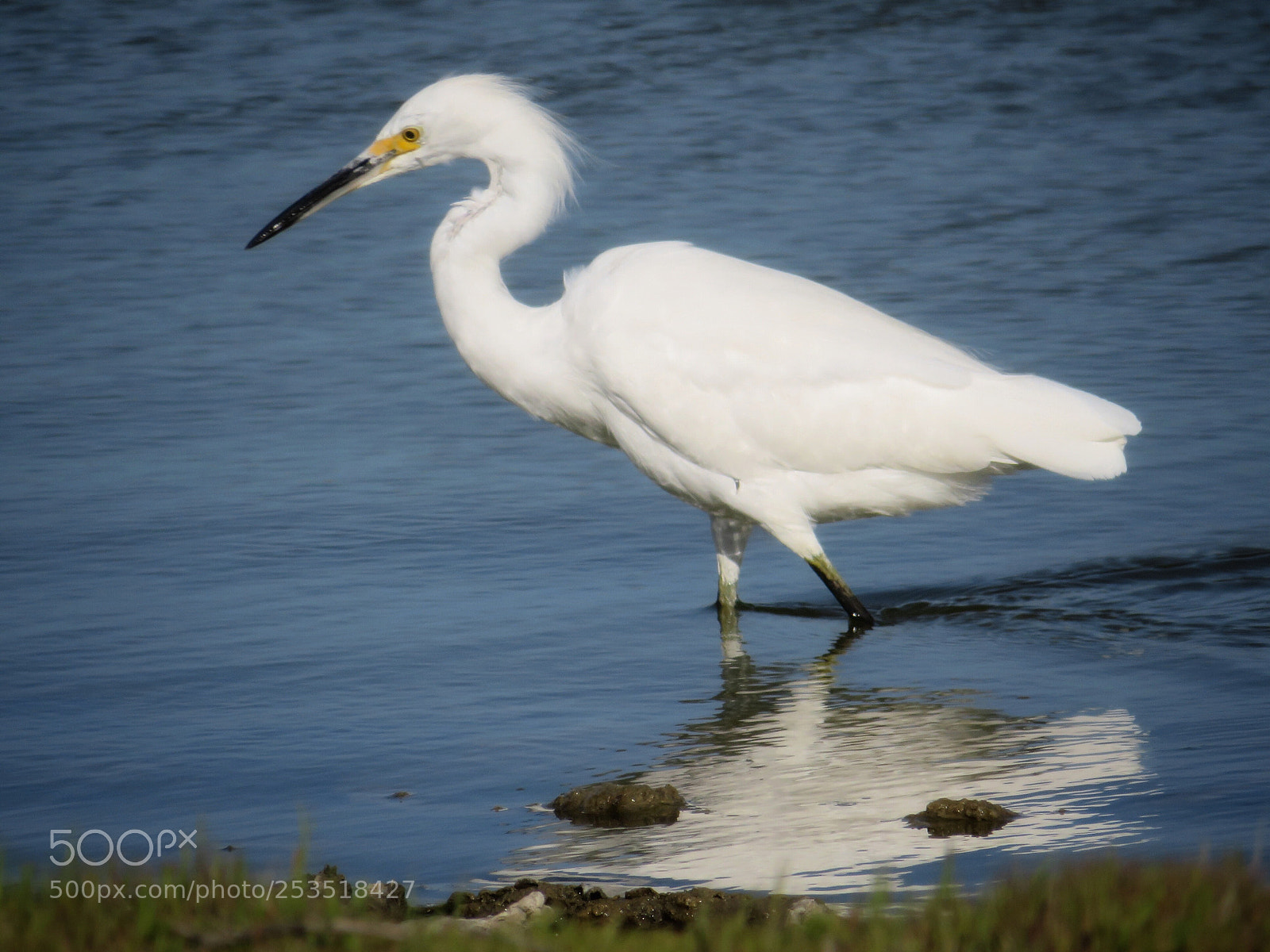 Canon PowerShot SX720 HS sample photo. Wading egret photography