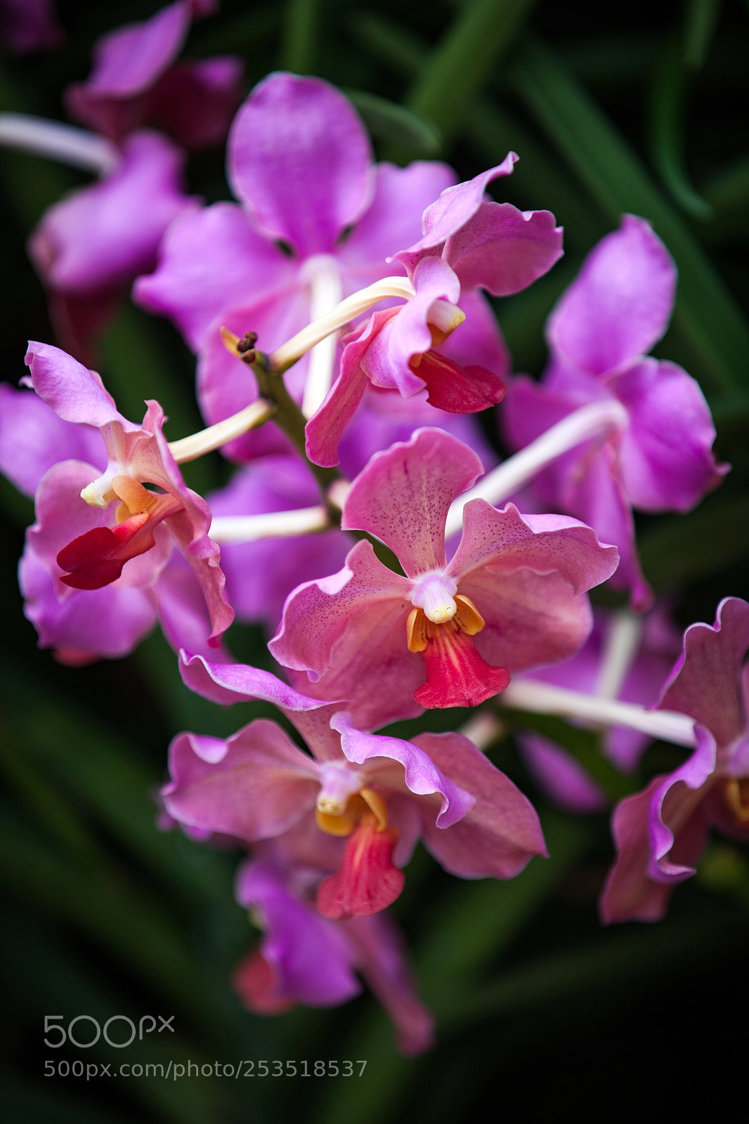 Canon EOS 5D Mark II sample photo. Garden of orchids photography