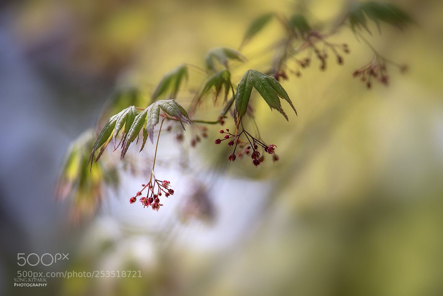 Pentax K-1 sample photo. Spring again-18 photography