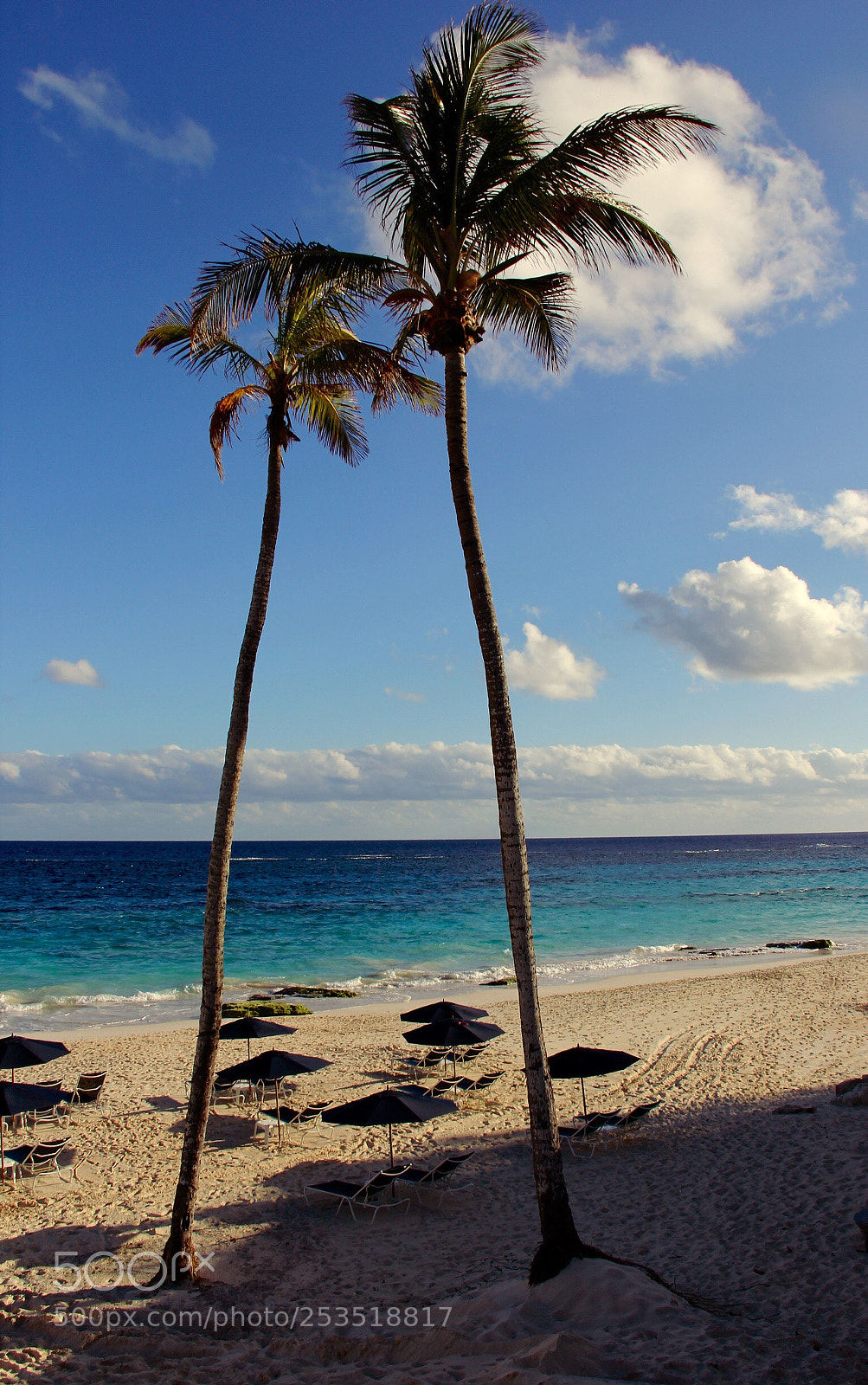 Canon EOS 60D sample photo. Palm trees photography