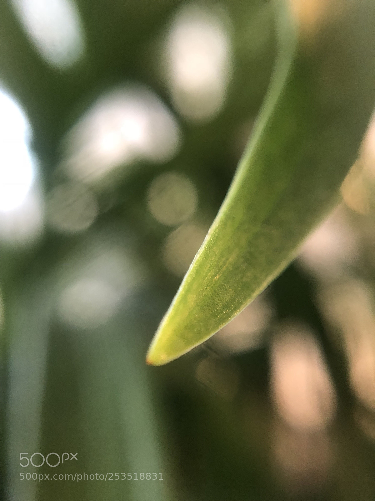 Apple iPhone X sample photo. Magnificent magnified grass photography