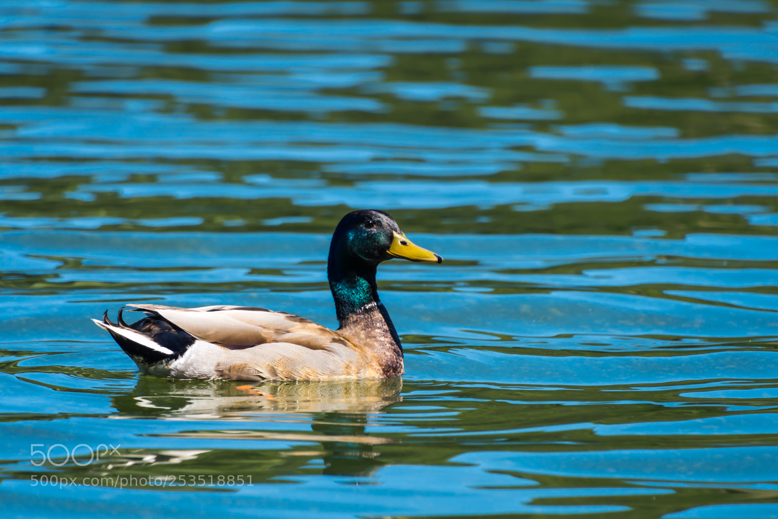Nikon D7500 sample photo. Duck photography