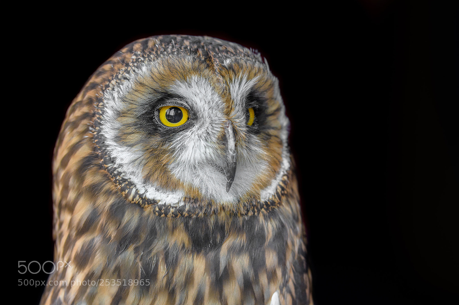 Nikon D500 sample photo. Owl, gazing far into photography