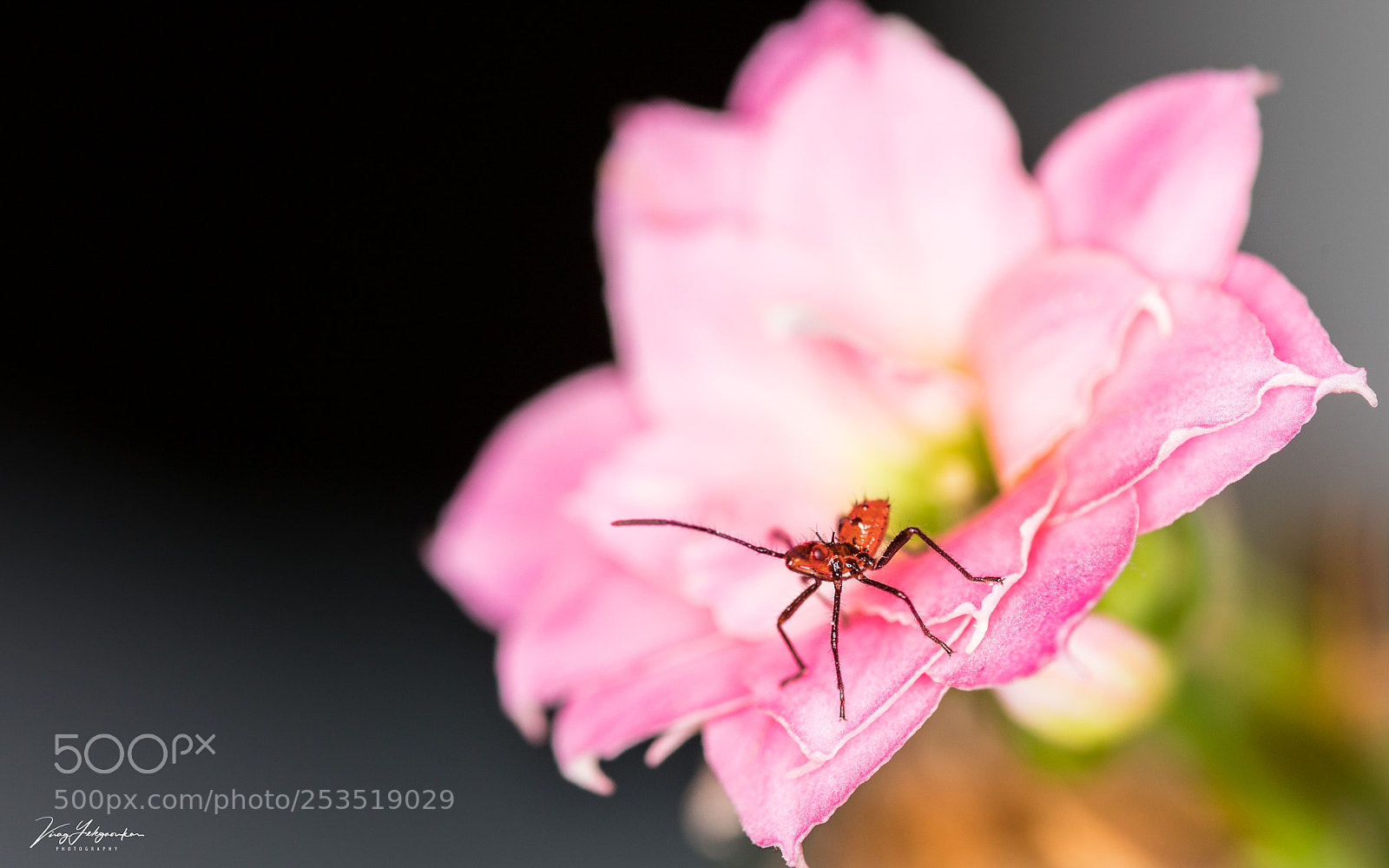Canon EOS 5D Mark IV sample photo. Life size tiny life photography