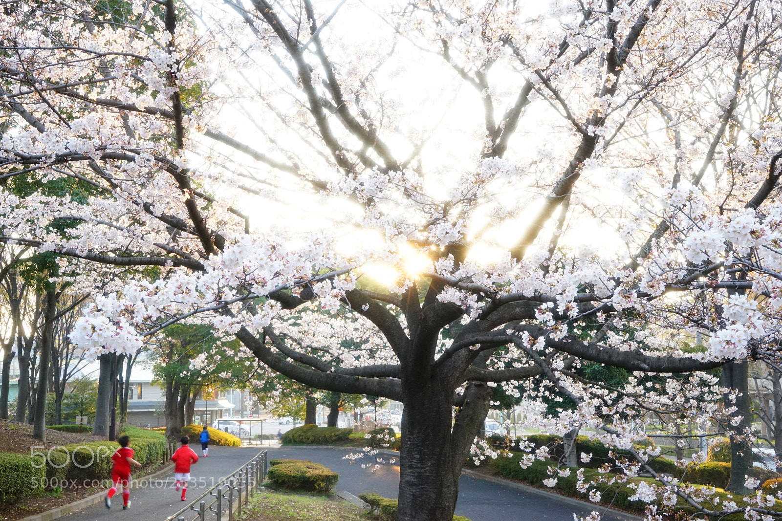 Sony a7 sample photo. One afternoon in spring photography