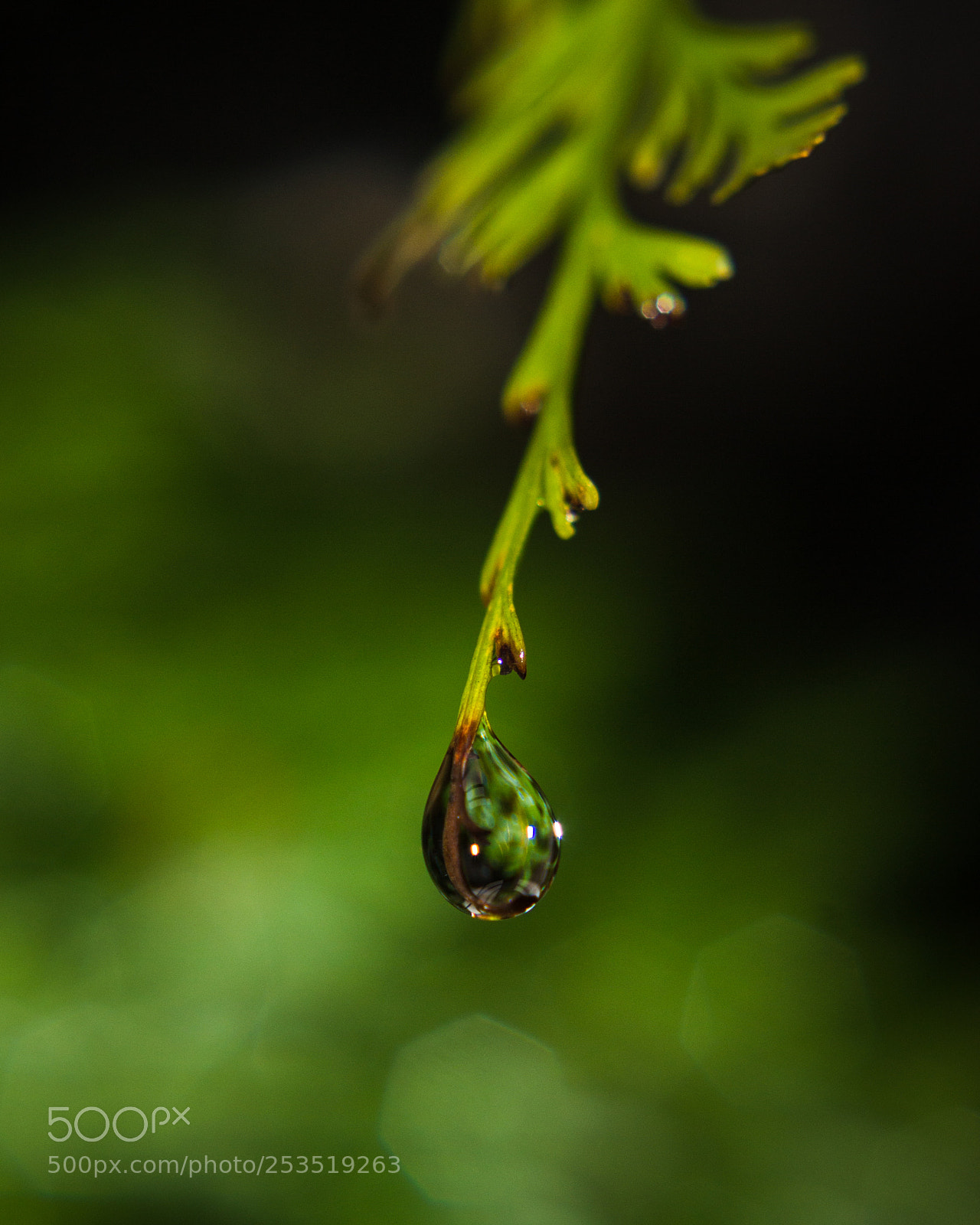 Canon EOS 600D (Rebel EOS T3i / EOS Kiss X5) sample photo. Waterdrop photography