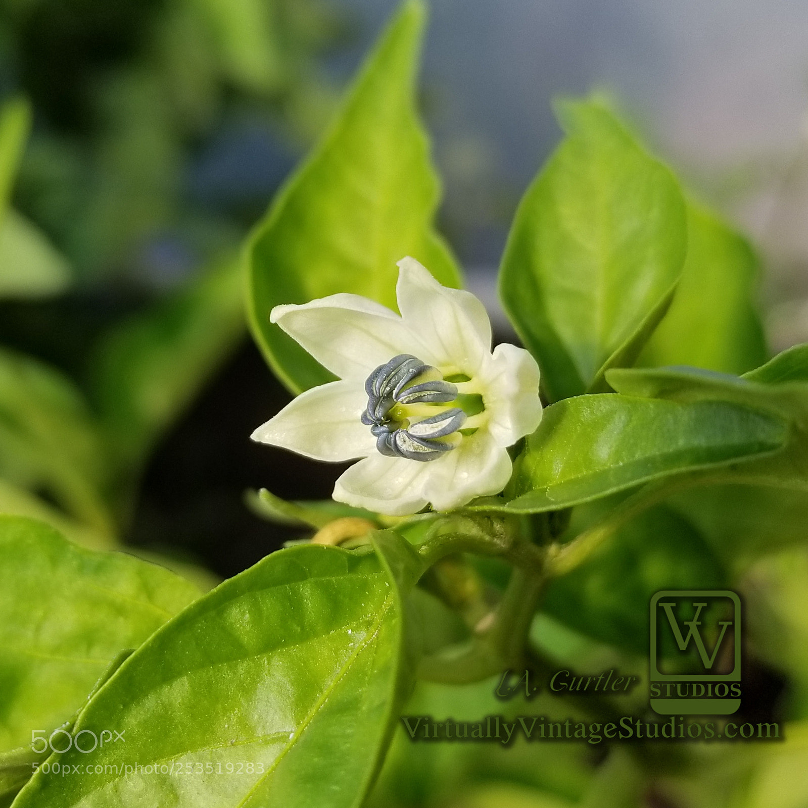 Samsung Galaxy S8 sample photo. Pepper blossom photography